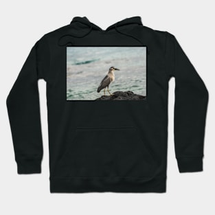 Black-crowned night heron of hawaii 4 Hoodie